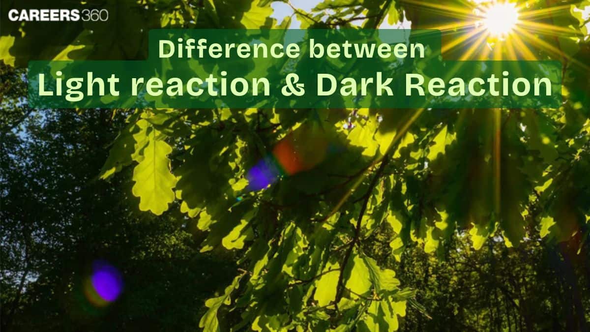 Difference Between Light Reaction And Dark Reaction: Definition, Difference